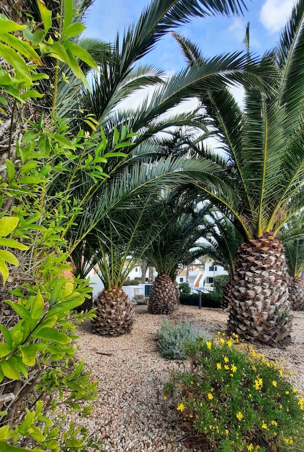 A garden with palm trees and yellow flowers.