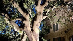 A large tree with a thick trunk and multiple branches, surrounded by a building with stone walls and green shutters.