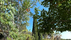 A garden pathway with stone walls and various plants. - TYPE2, a rare 4-person gem, ideally renovated (La Ciotat)