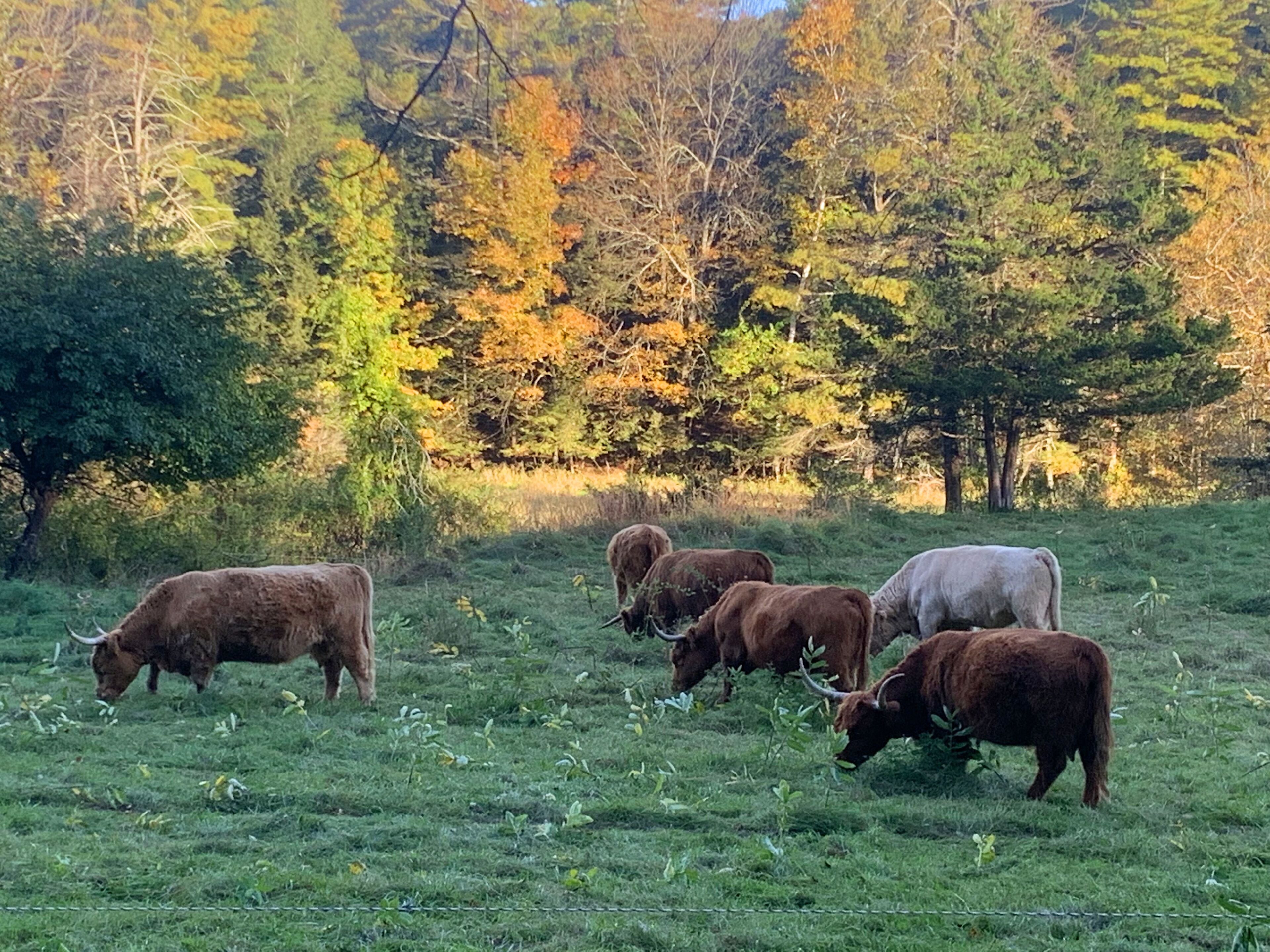 Un troupeau de bovins paît dans un champ herbeux, avec des arbres en arrière-plan.