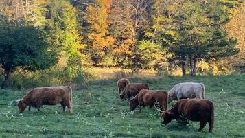 Un troupeau de bovins paît dans un champ herbeux, avec des arbres en arrière-plan.