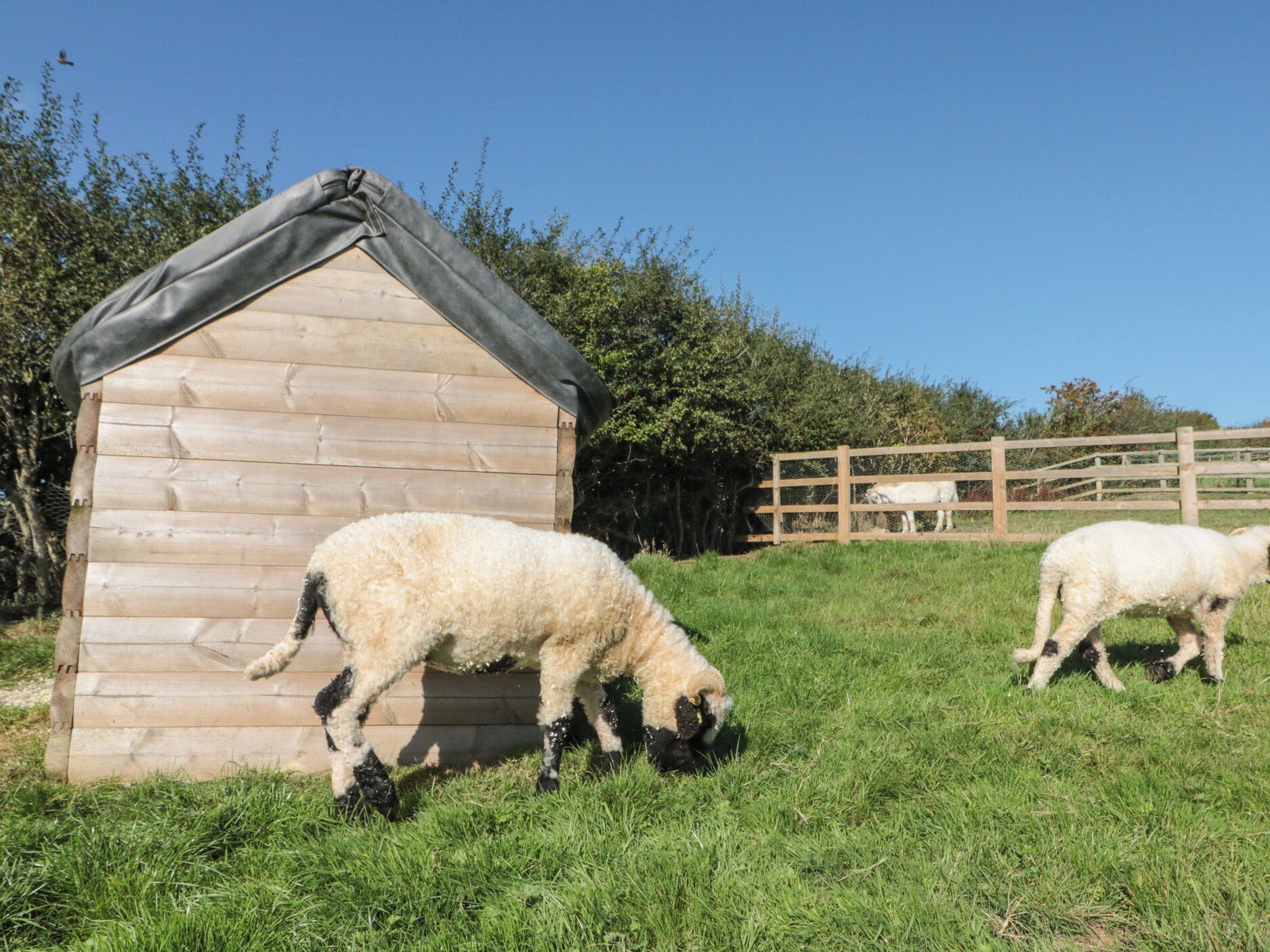A wooden animal shelter with a sloped roof, surrounded by a fenced area with grass and trees.
