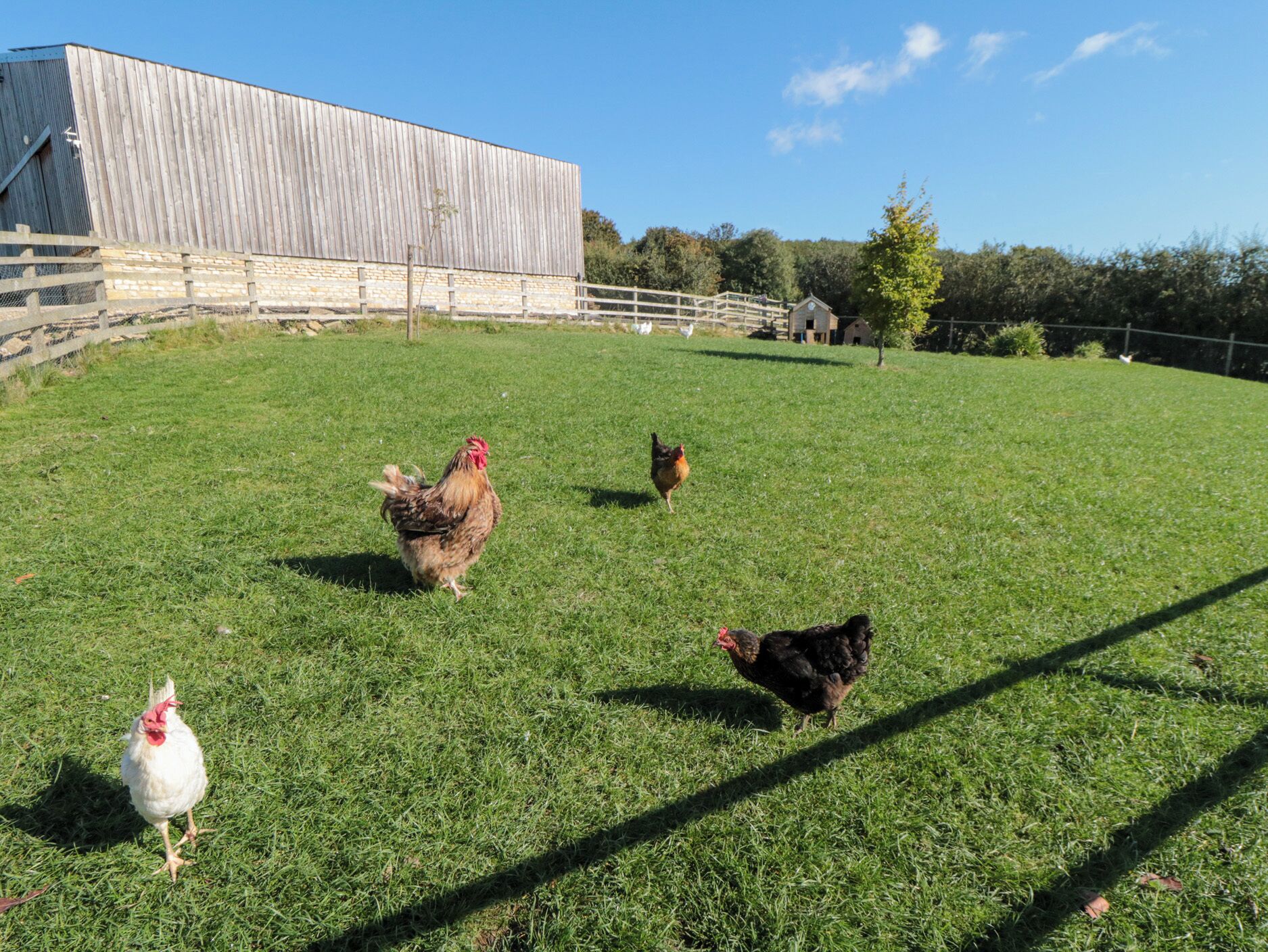 A grassy area with a barn and a white fence.