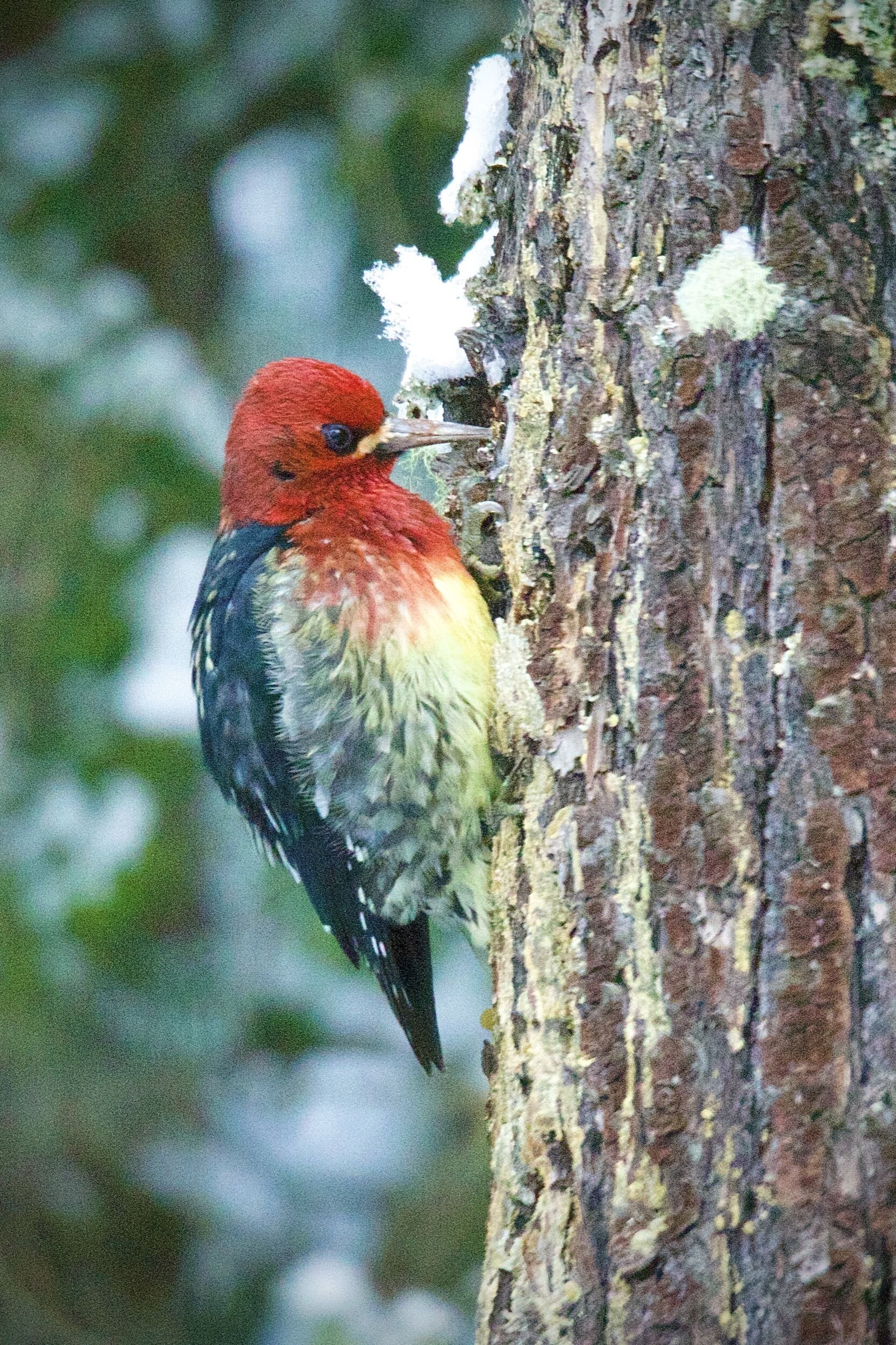 En fågel satt på en trädstam.