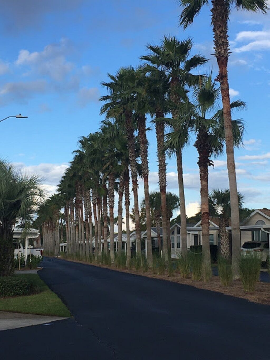 A street lined with tall palm trees and houses with a clear sky above.