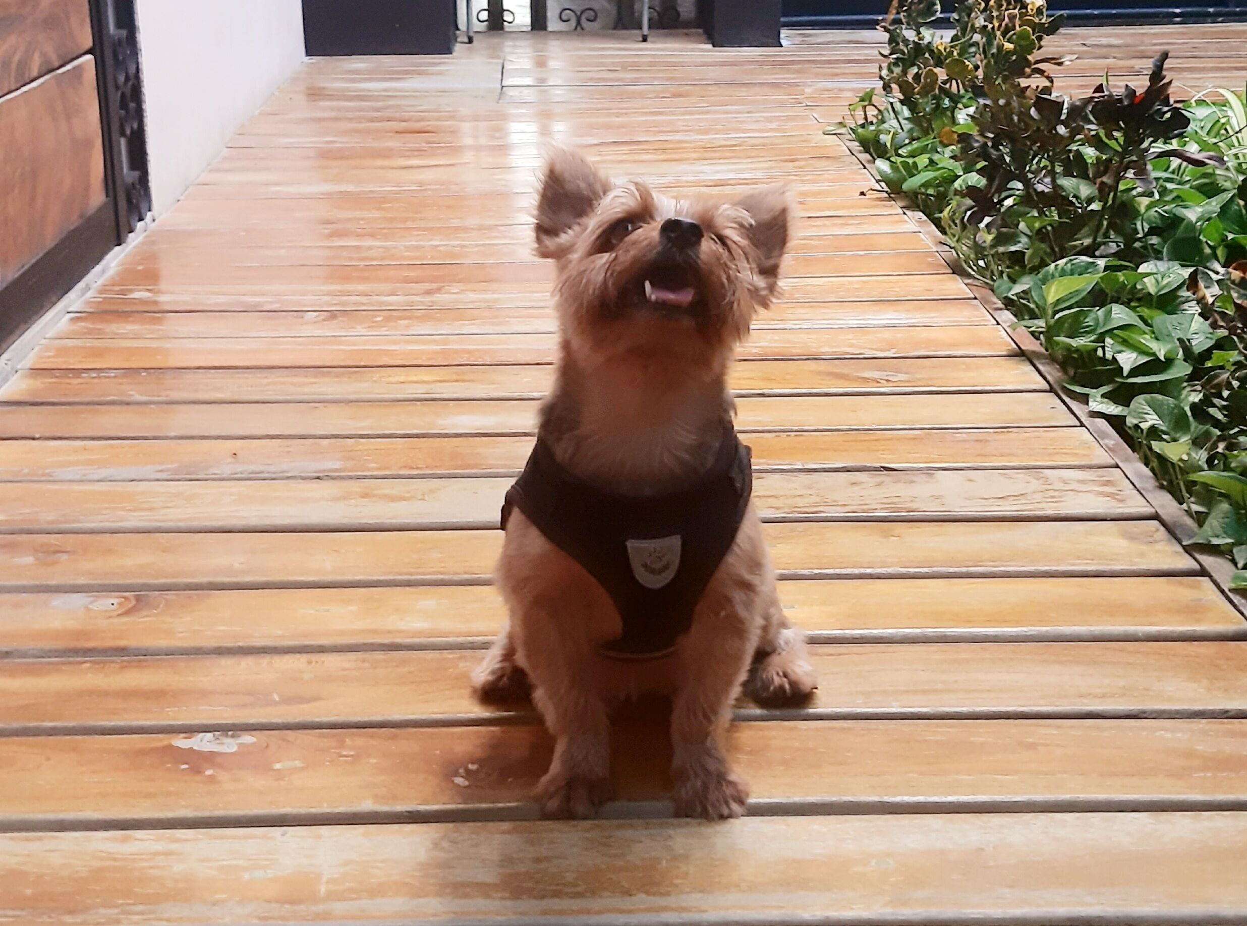 Foto - Casa Boutique Pashá