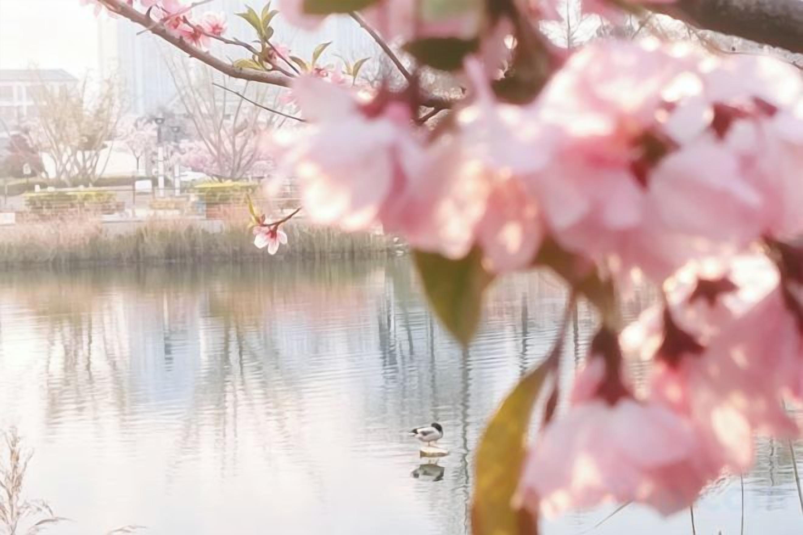 Un’acqua calma con i riflessi di alberi e un edificio sullo sfondo.