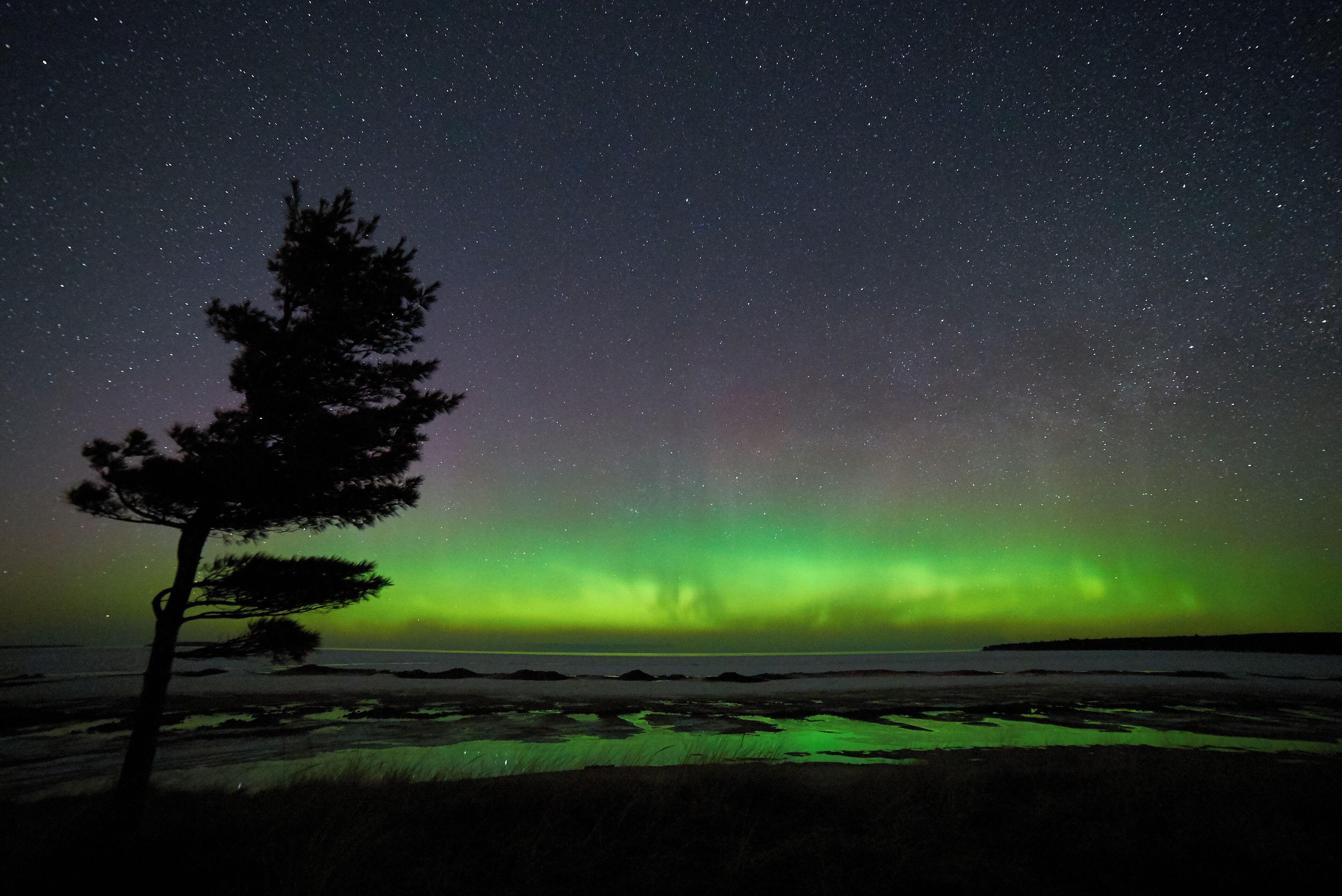 Céu noturno com estrelas e a aurora boreal sobre uma paisagem costeira com uma única árvore.