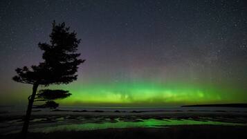 Céu noturno com estrelas e a aurora boreal sobre uma paisagem costeira com uma única árvore.