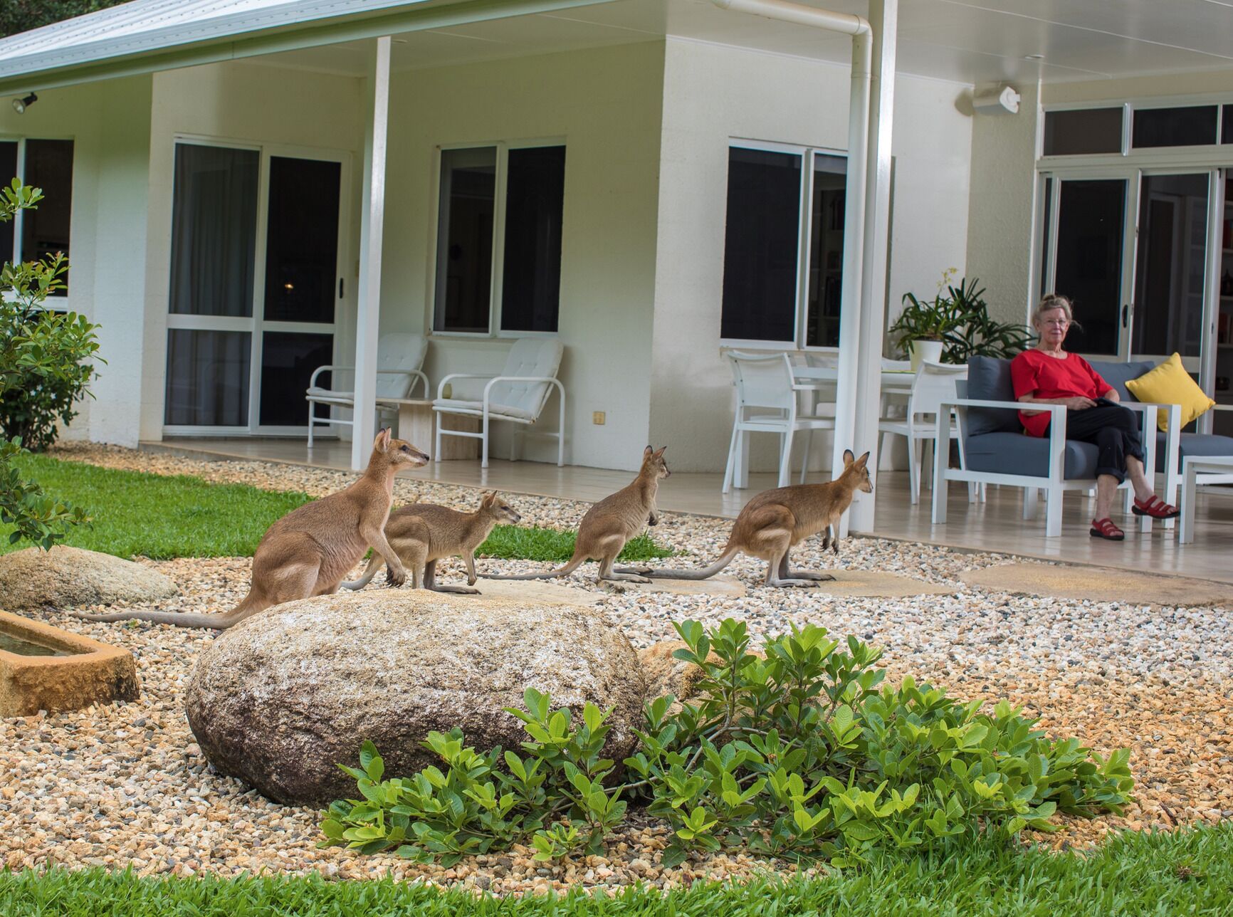 Wallabies live and feed around the house