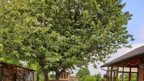 Un banc en bois, placé sous un arbre dans un espace verdoyant, avec un mur de pierres et un bâtiment traditionnel doté d’un toit en tuiles.