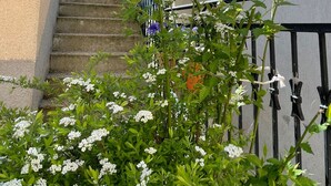 A staircase leading to a wooden deck with a railing, surrounded by greenery and white flowers.
