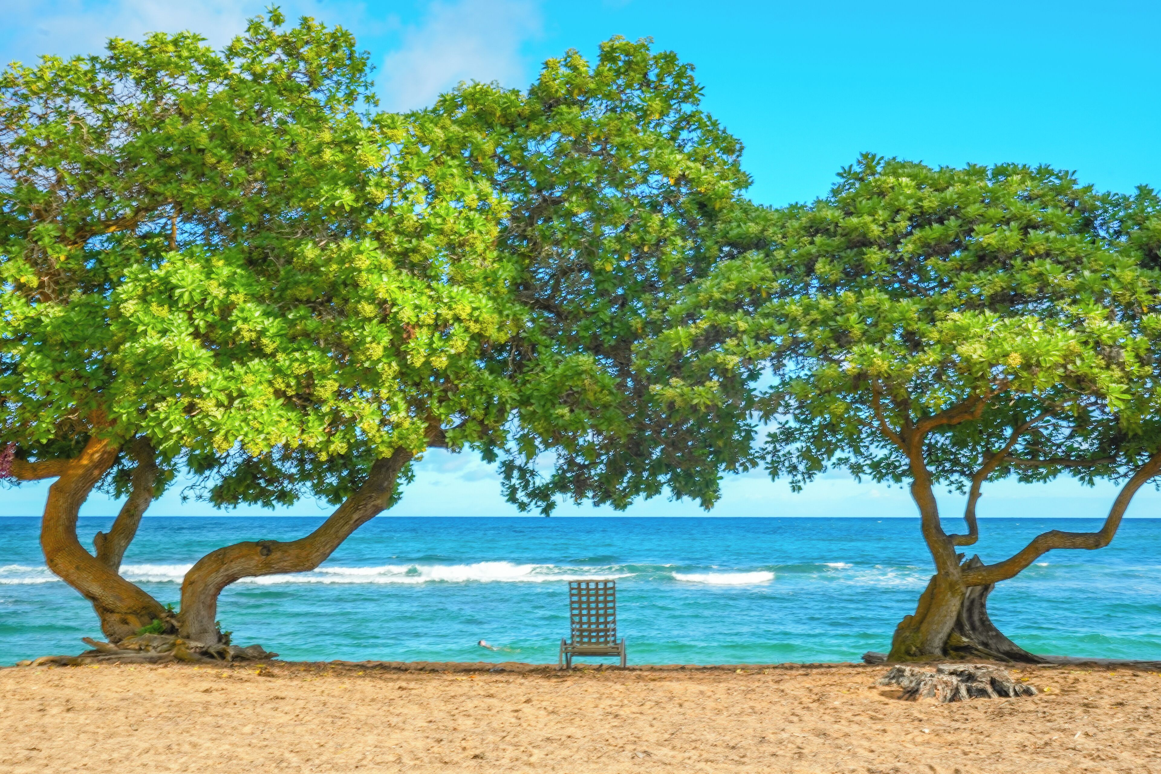 A beach with two large trees and a chair.