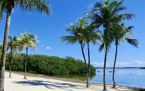 A beach with palm trees and a calm body of water.