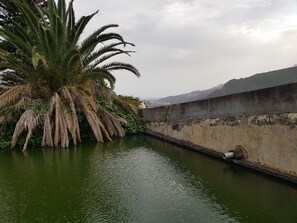 A canal with a palm tree and a concrete wall.