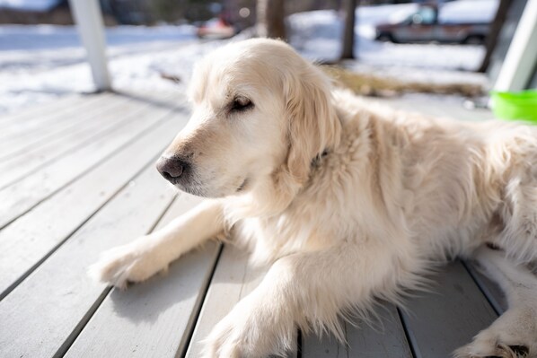 Un golden retriever allongé sur une terrasse en bois.
