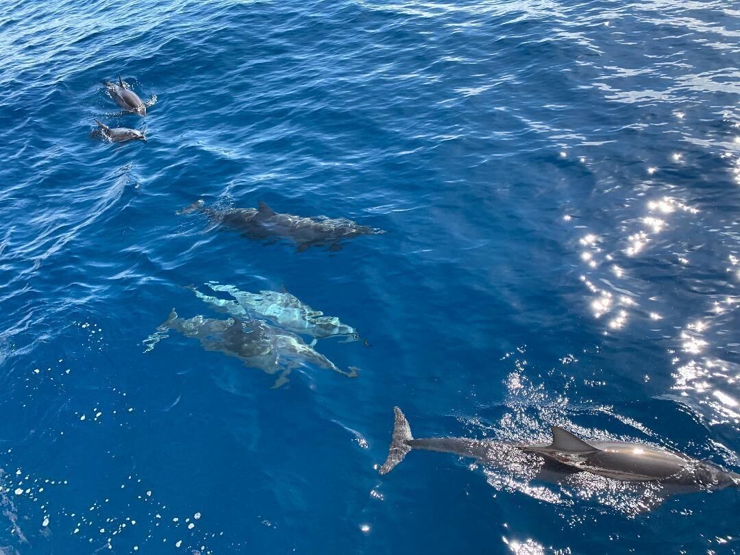 Un groupe de dauphins nageant dans l’océan.