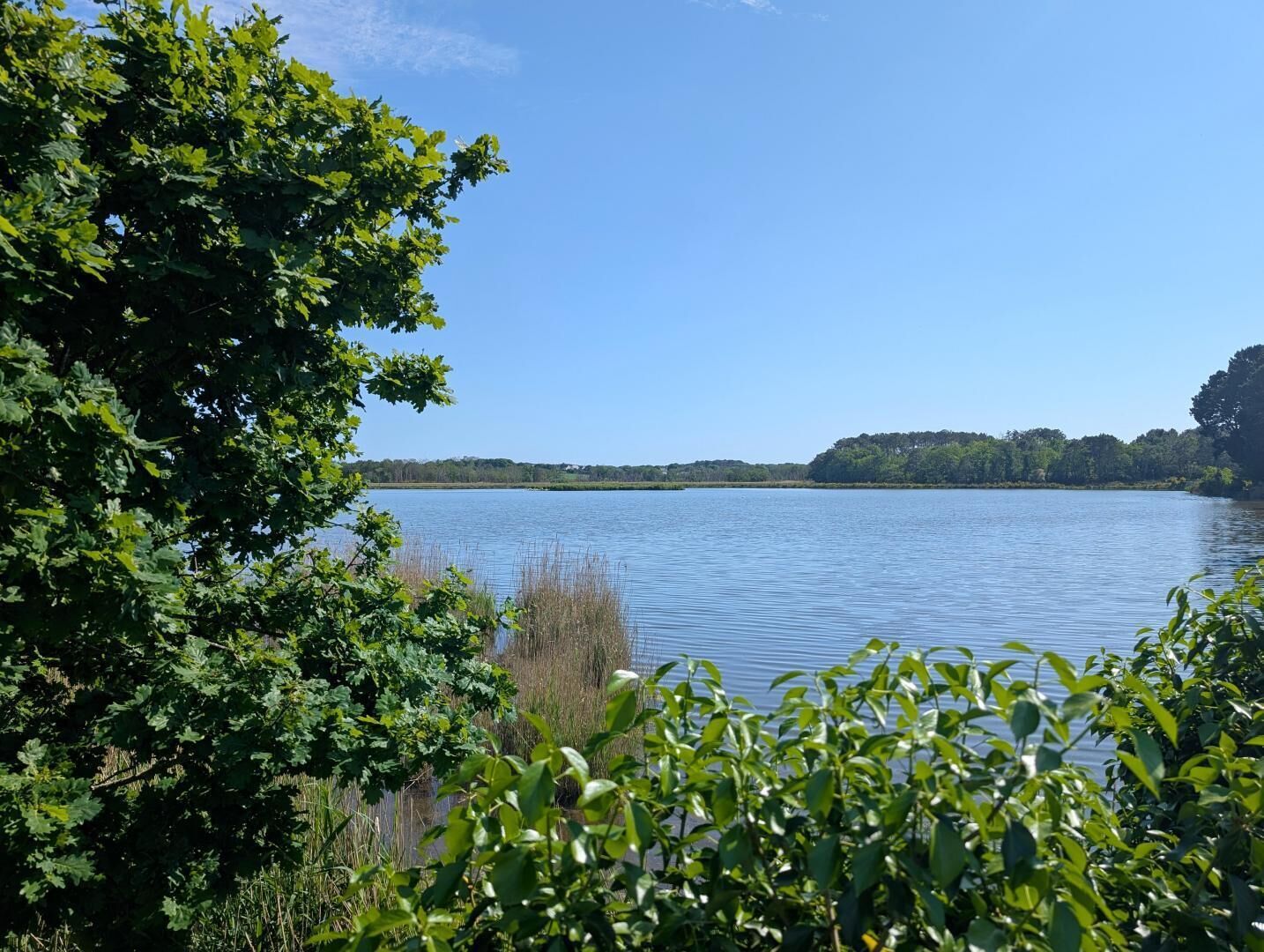 Un lac paisible, entouré d’une végétation luxuriante et d’arbres.