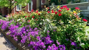 A brick building with a porch, surrounded by a variety of flowering plants. - The Kentucky Rose - Old Louisville with deck and courtyard (Louisville)