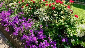 A two-story building with a brick facade and a green door. There is a garden with red and purple flowers in front of the building. - The Kentucky Rose - Old Louisville with deck and courtyard (Louisville)