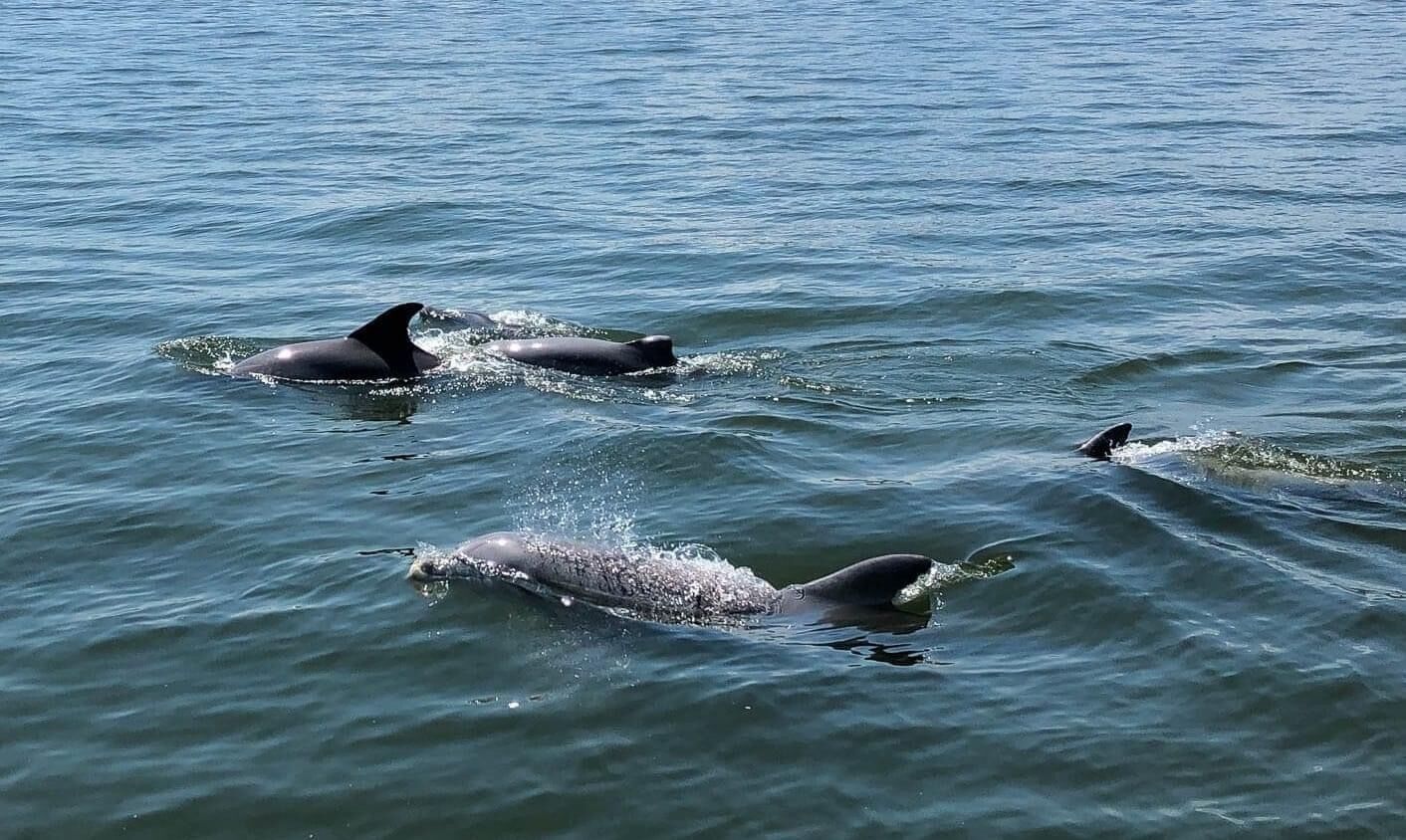 Three dolphins swimming in the ocean.