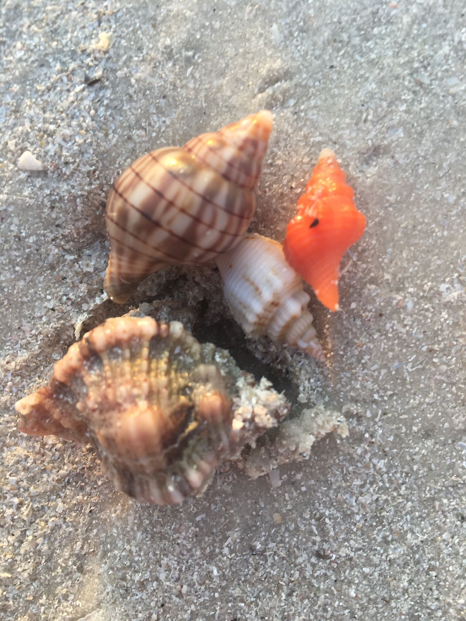 A close-up of various shells and a small orange fish on a sandy surface.