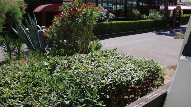 A landscaped area with various plants and a bus in the background.