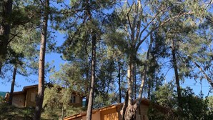 A rustic cabin with a tiled roof, surrounded by tall pine trees and a clear blue sky. - Porticcio house near the sea (Grosseto-Prugna)