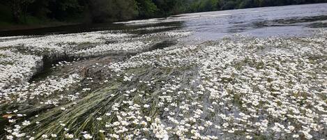 A riverbank with dense foliage and a water surface covered with white flowers.