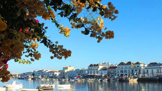 Ein Yachthafen am Wasser mit mehreren festgemachteten Booten, blauem Himmel und Gebäuden im Hintergrund.