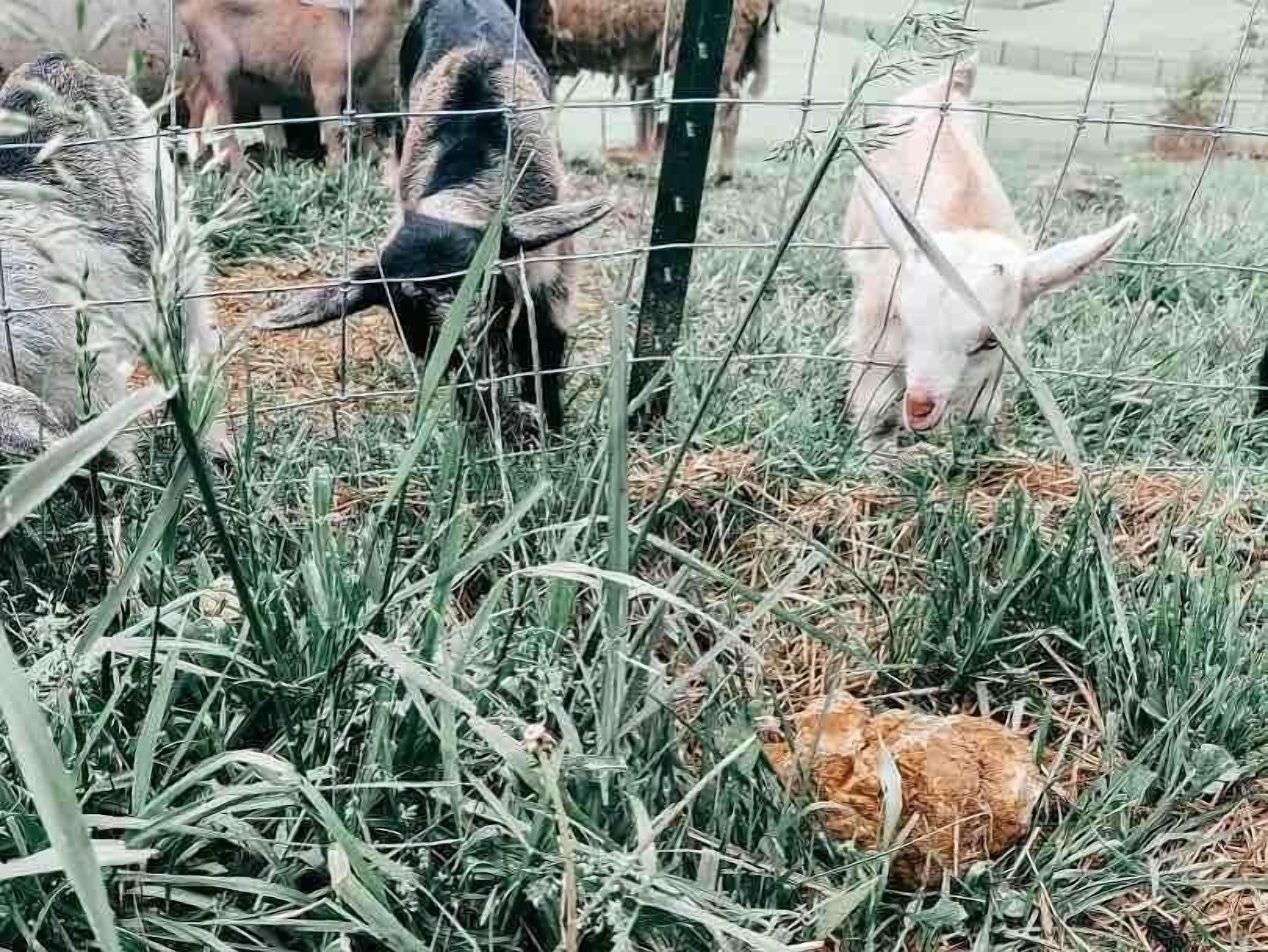 A fenced area with various animals grazing.