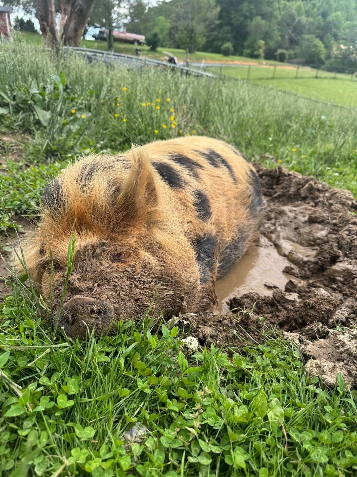 Ein Schwein in schlammigem Gebiet, umgeben von grünem Gras und Klee.