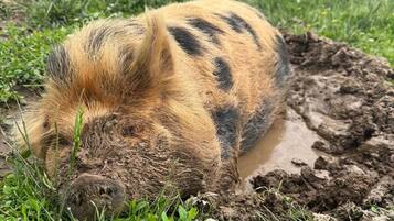 Ein Schwein in schlammigem Gebiet, umgeben von grünem Gras und Klee.