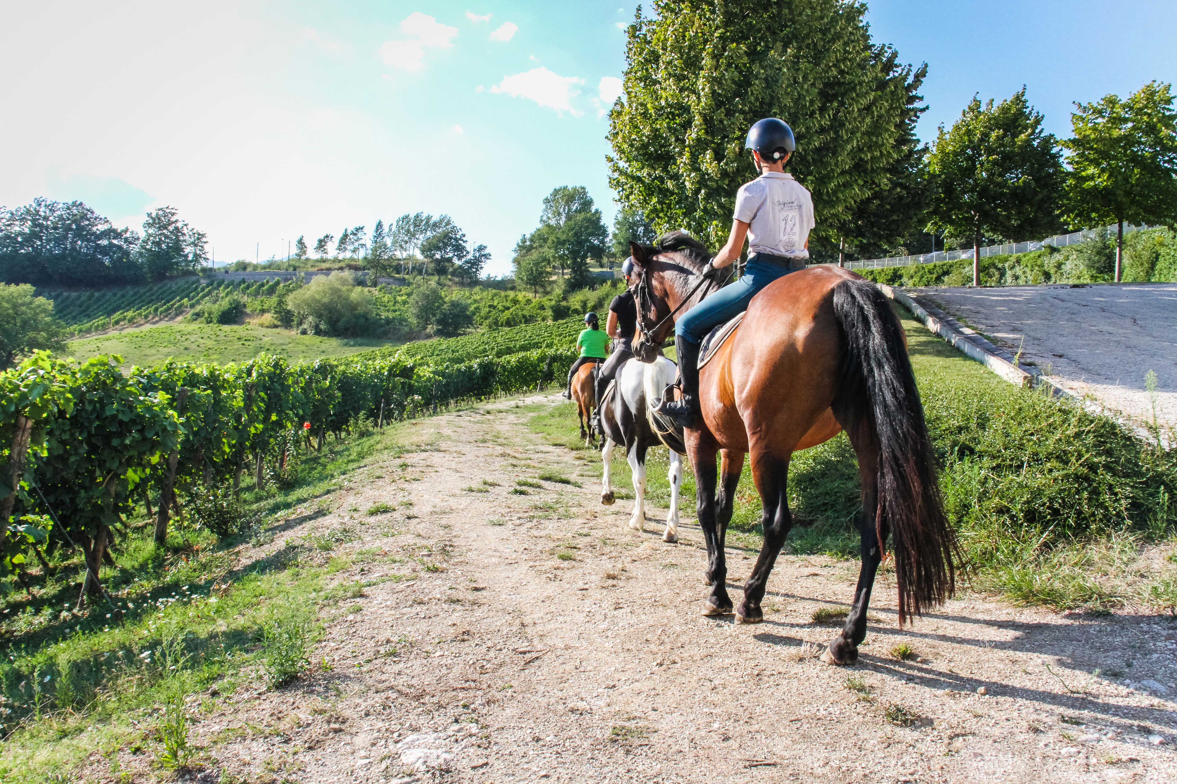 A dirt path with horses and riders.