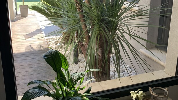 A window with a view of a patio area featuring a palm tree, a potted plant, and a small table with a candle and a jar. - Villa with pool in a haven of peace (Sommières)