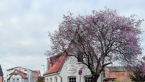 A white building with a red roof and a large tree with pink blossoms in front.