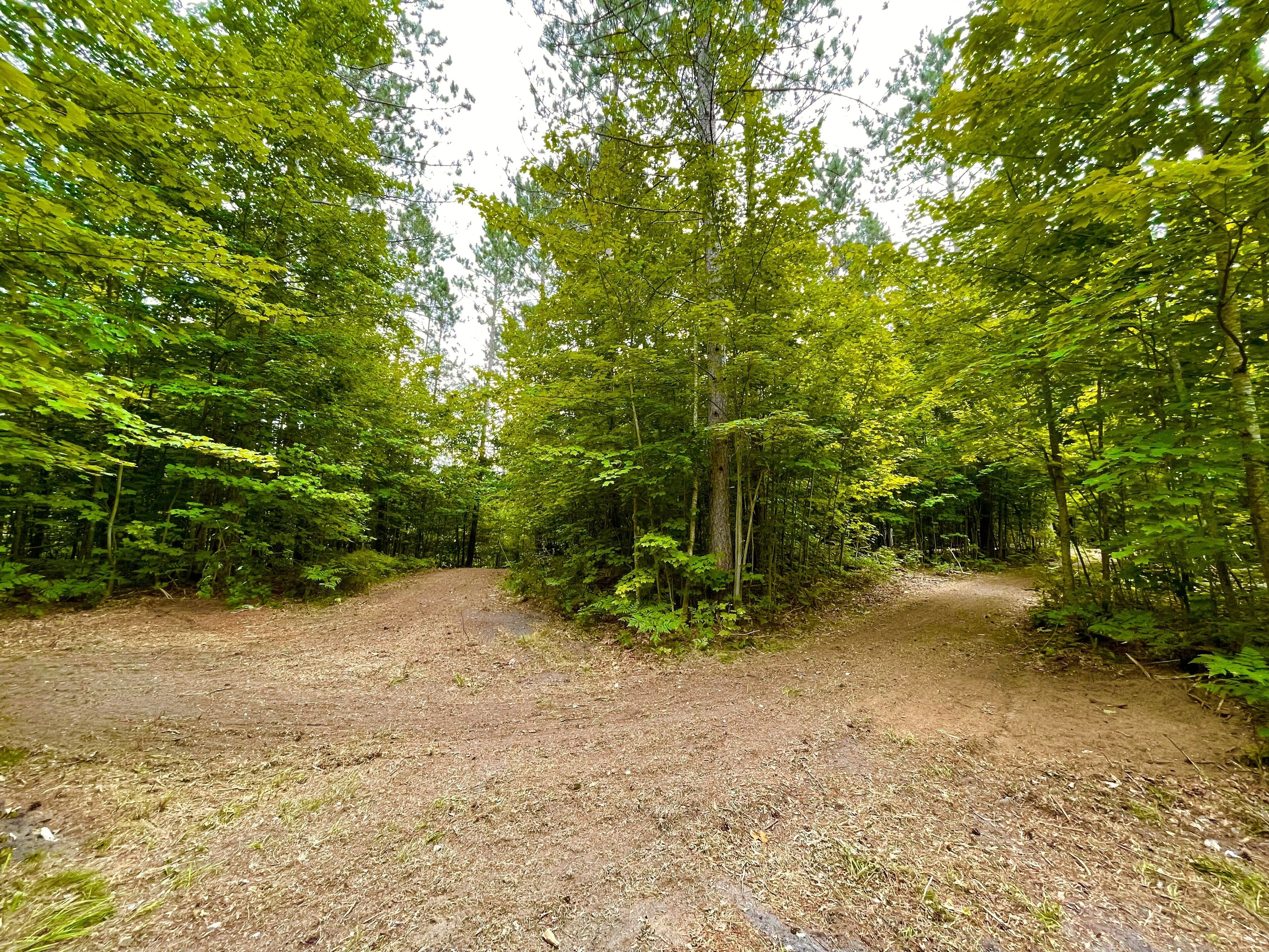 Une zone boisée avec un sentier de terre qui traverse un feuillage vert et dense.