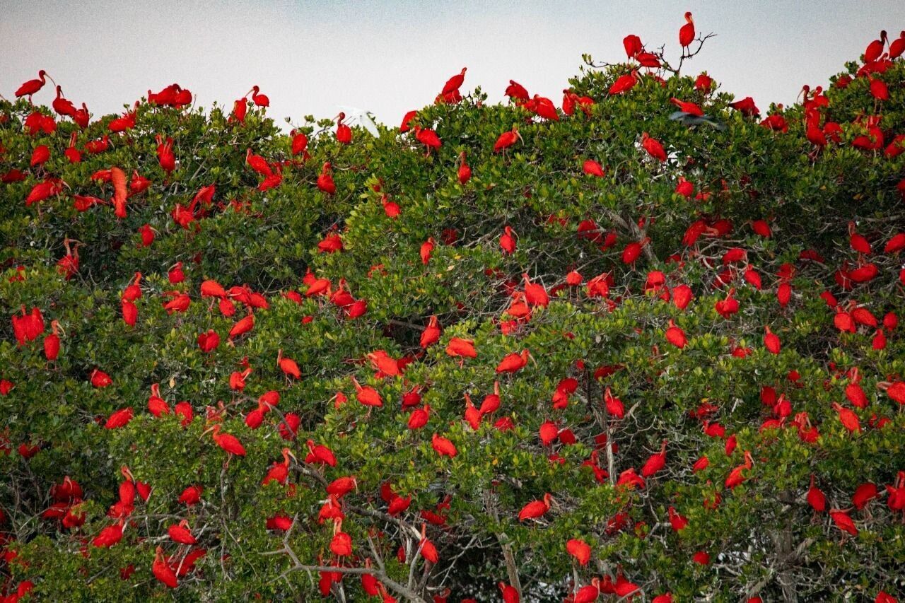 A dense cluster of red birds perched on a tree.