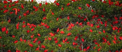 A dense cluster of red birds perched on a tree.