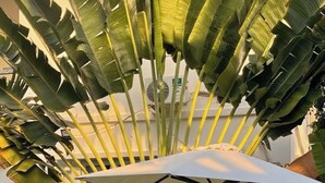 A pool area with a large banana plant and a white umbrella providing shade.