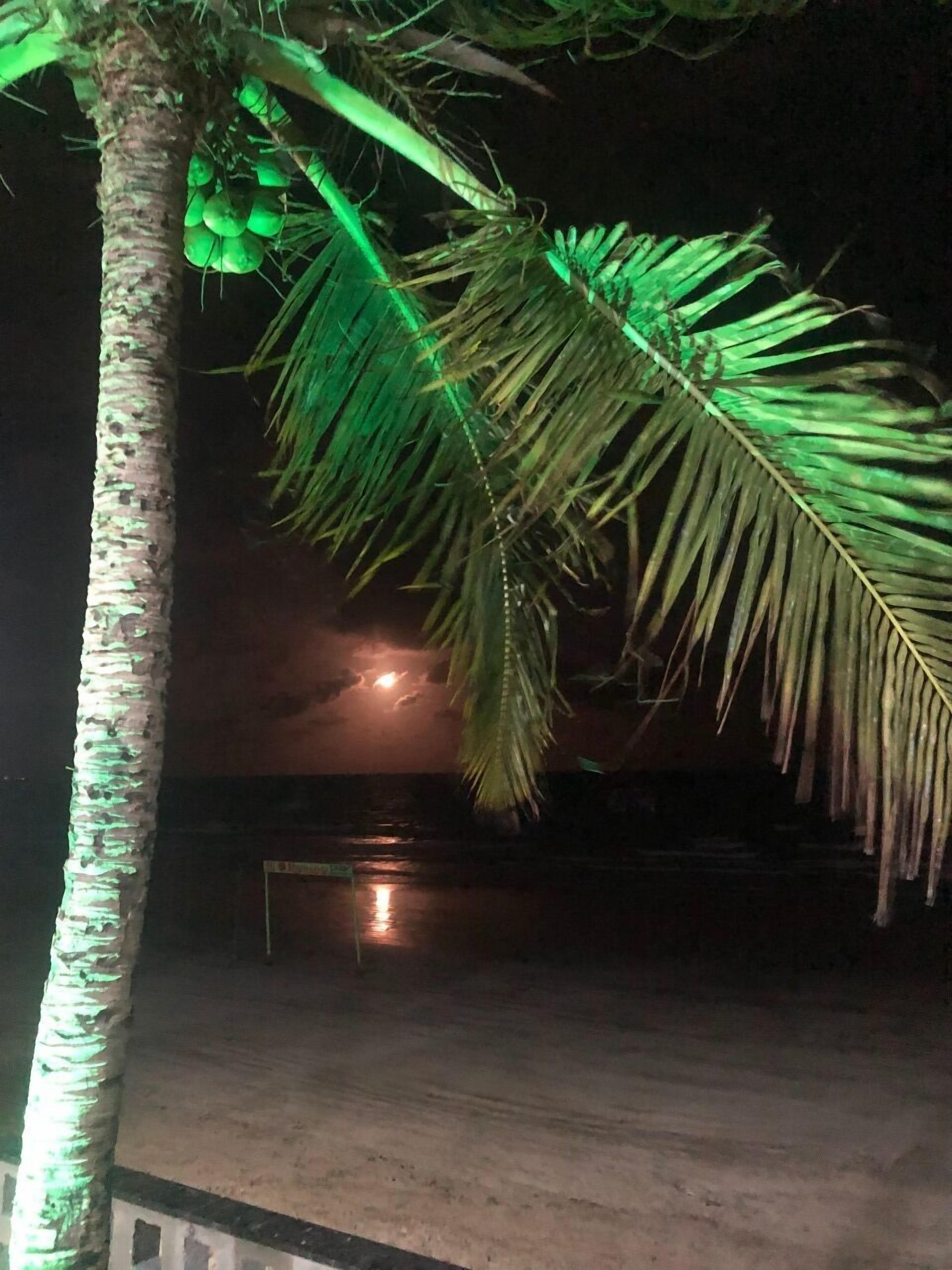 A palm tree with a reflective surface beneath it.