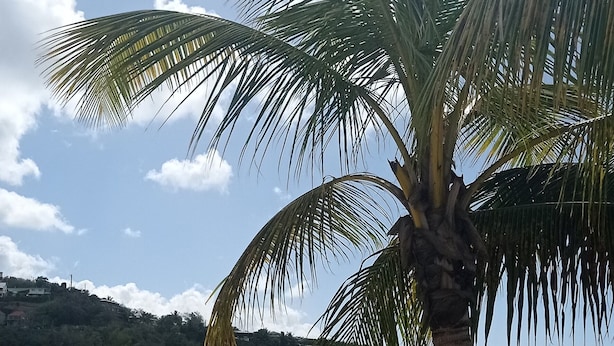 Una playa con una palmera y un bote amarillo en la arena.