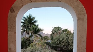 A window with a view of a garden, including palm trees and various shrubs.