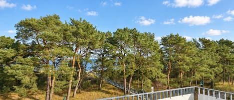 Barandilla metálica con vistas a un bosque de pinos bajo un cielo despejado.
