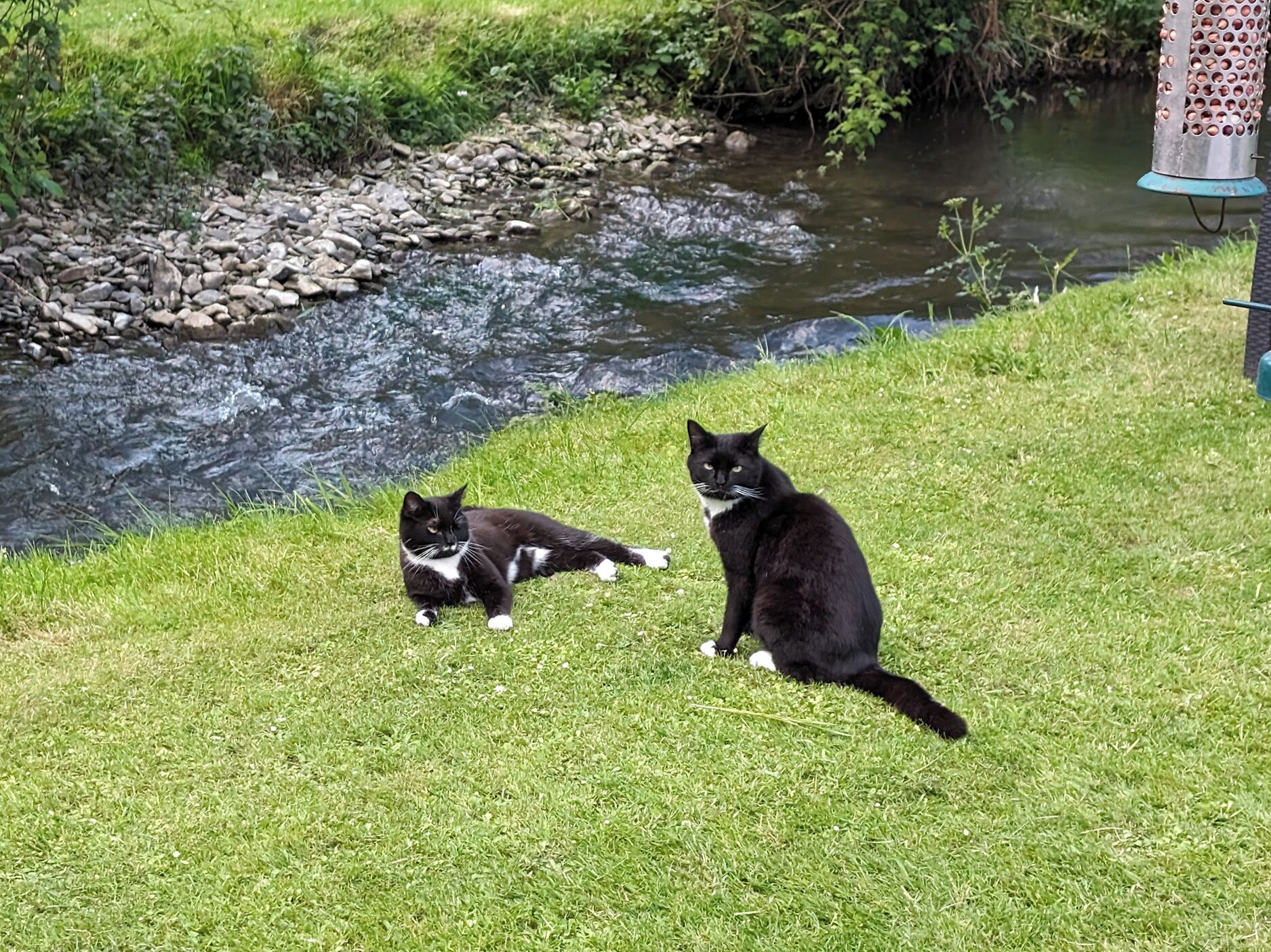 Two cats on a grassy area beside a stream with rocks and greenery.