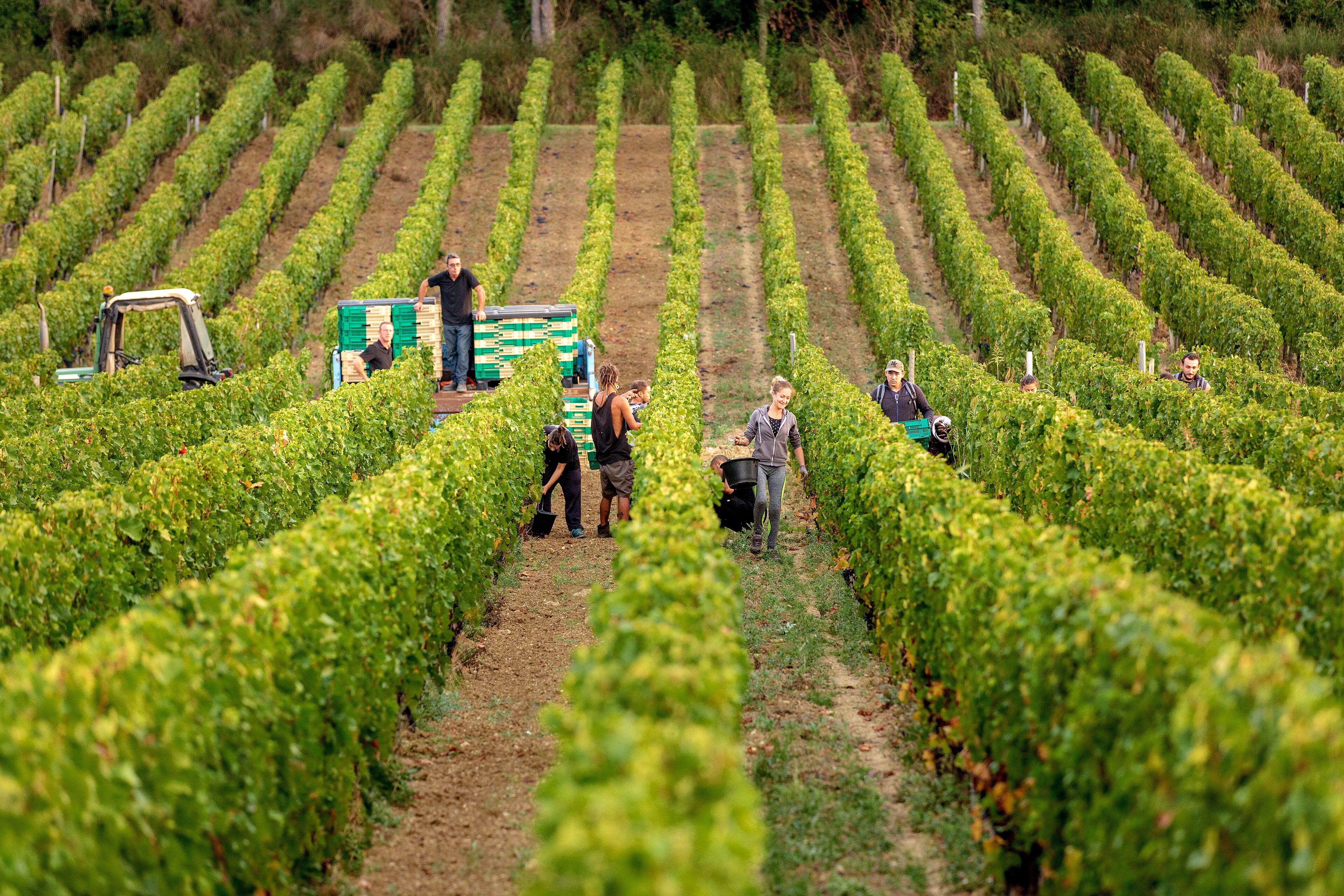 A vineyard with rows of grapevines and people working in the field.