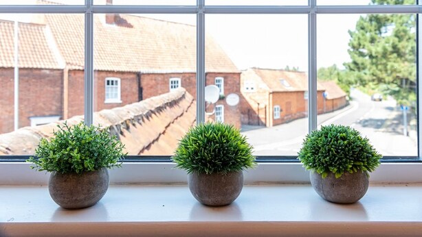 Trois plantes en pot sont disposées sur un rebord de fenêtre, d’où l’on peut voir une rue et des immeubles.