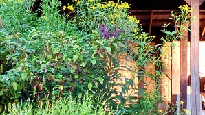Eine rustikale Holzhütte mit einem grünen Dach, umgeben von üppigem Grün und gelben Blüten.