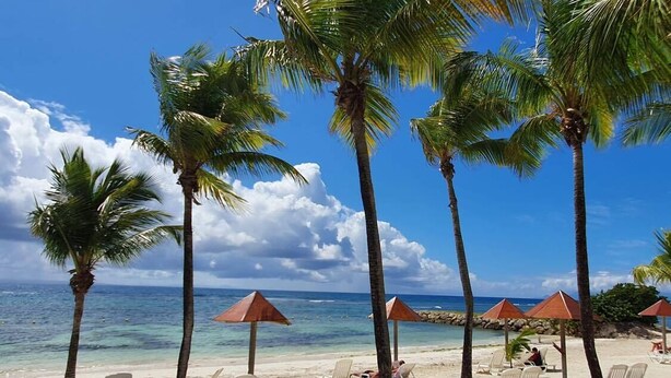 Una playa con palmeras, sillas de descanso y sombrillas.