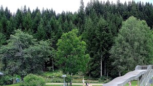 Une piscine avec un toboggan, entourée d’arbres et bordée d’une pelouse.